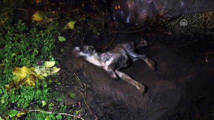 Can çekişen köpek için mahalleli seferber oldu - OSMANİYE