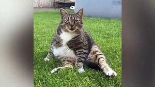 Fat cat #3