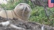 Hawaiian monk seals keep getting eels stuck in their noses