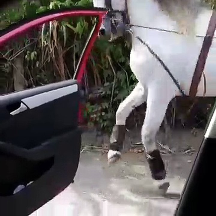 Kemençeye ritim tutan at