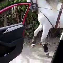 Kemençeye ritim tutan at