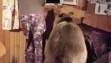 MAN and BEAR at WINDOW CHAT