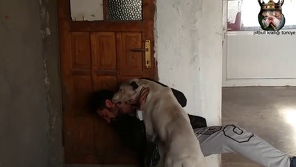 1 yıl sonra sahibini gören köpek (konuştu) aşırı duygusallık içerir mp4
