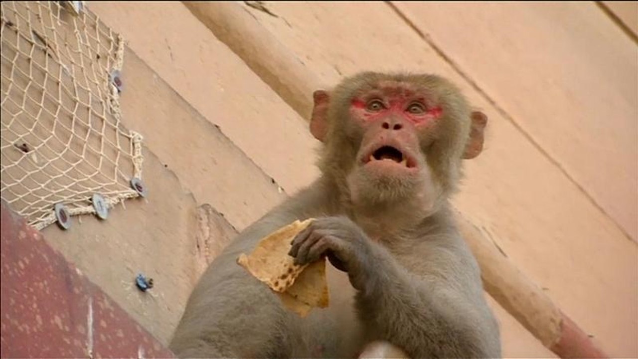 Affen suchen Indiens Ministerien heim