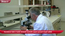 Karadeniz’deki 2 balık türünde hastalık yapan parazit tespit edildi