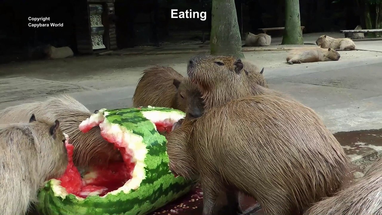 Top 5 Things Capybaras Love