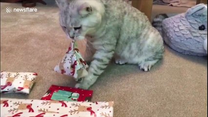 Clever cat unwraps his own Christmas present