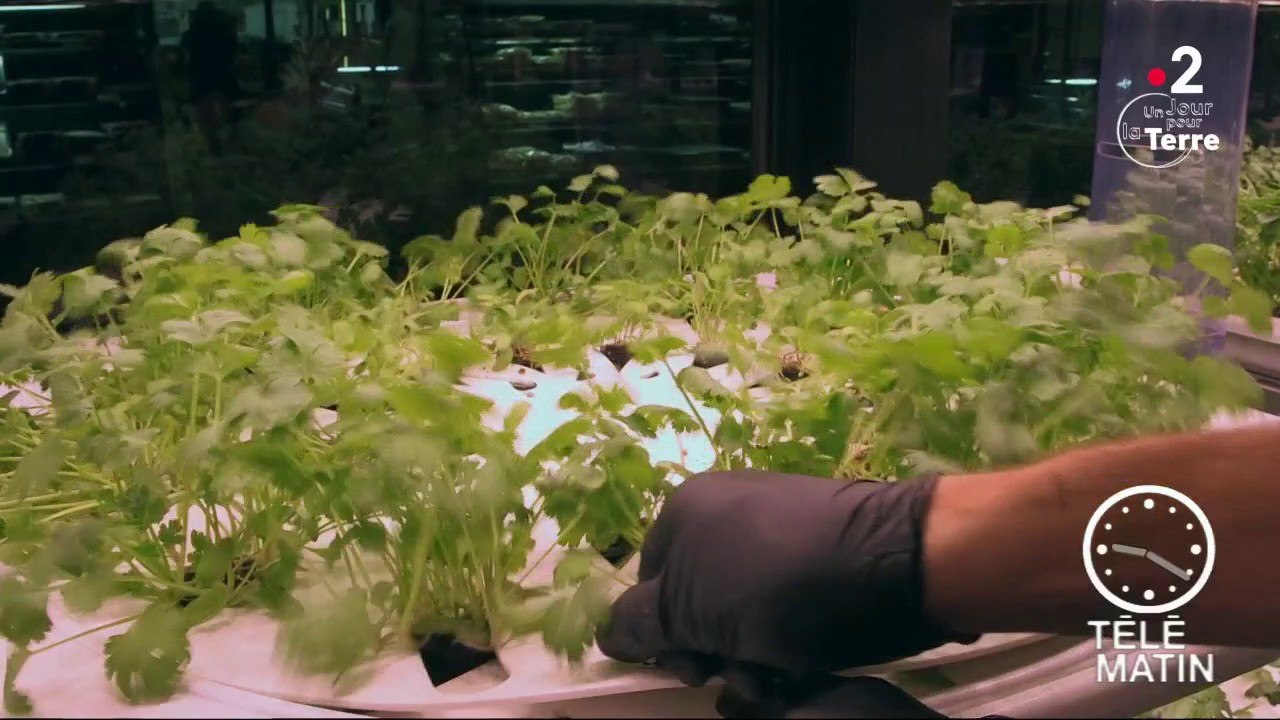 Conso - Un potager en rayon