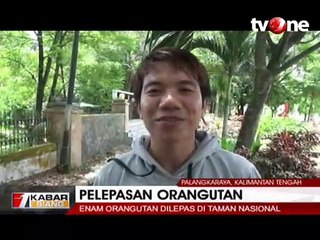 6 Orangutan Dilepas di Taman Nasional