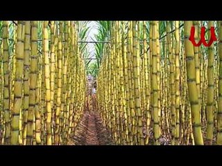 Yabo El Labaysh Ya 2asab / المجموعه - يا ابو اللبايش يا قصب