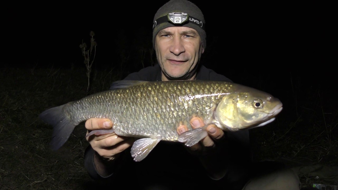 A New Stretch - More Lovely Chub But Where Are The Barbel? - 17/9/18 (Video 87)