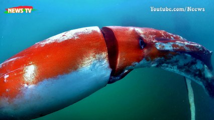 Top 10 thủy quái nổi tiếng nhất mọi thời đại