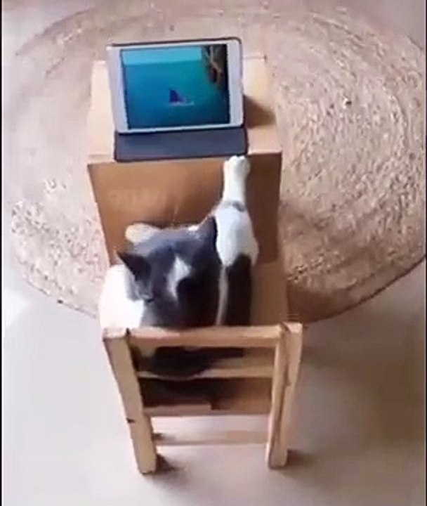 Catflix and chill