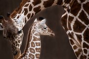 Les girafes mises en grave danger d'extinction