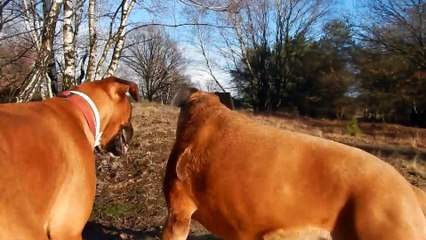 Zeppo avec Patou sur la bruyere de Rosendael un jour vraiment merveilleux