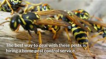 Home Pest Control Service | T.K.E. Rodent and Pest Control Services