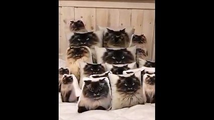 Cherchez le vrai chat parmi les faux