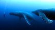 Un plongeur fait face à deux baleines à bosses... moment magique
