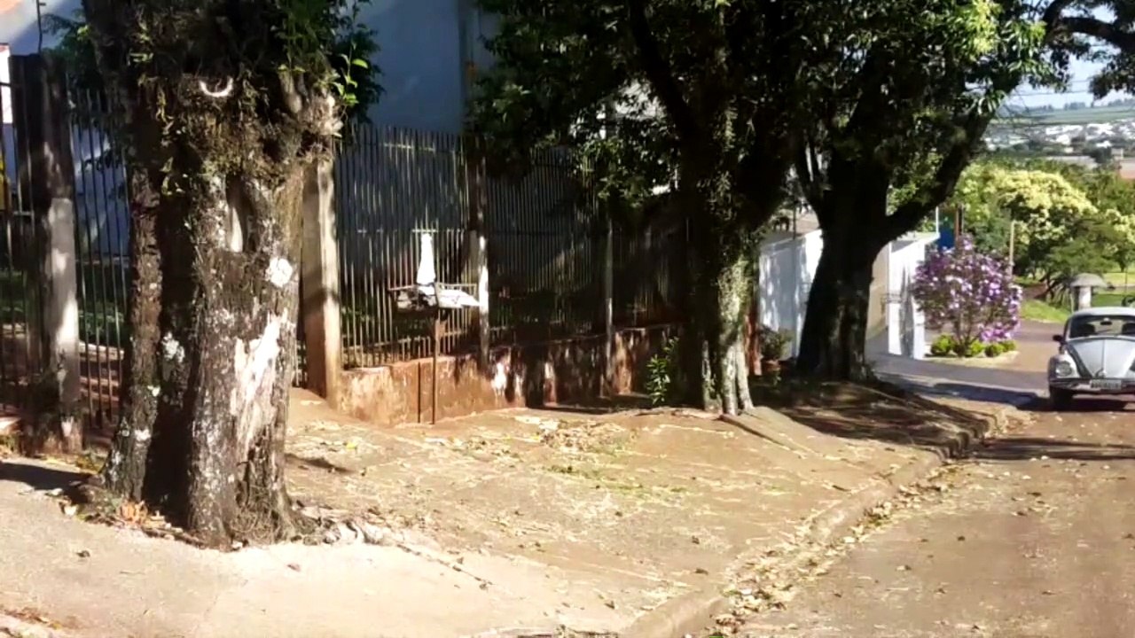 Moradores reclamam de árvores na Rua Pio XII