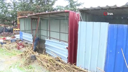 Hatay'da Sele Kapılan Hayvanlar Telef Oldu