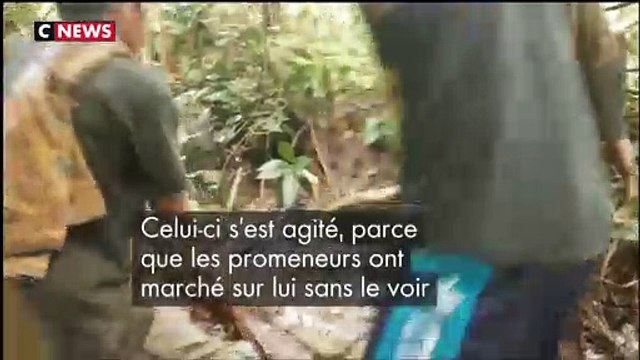 En Indonésie, des villageois se battent avec un python de 8 mètres