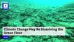 Climate Change May Be Dissolving the Ocean Floor