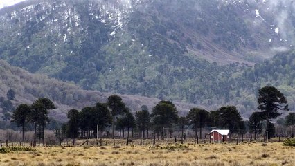 Chile's pine forests: a botanical dinosaur bound for extinction?