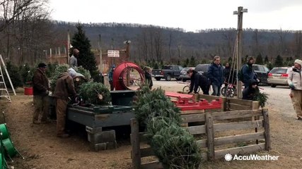 Unusually wet season kills Christmas trees