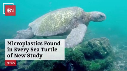 Plastics Are Found In Many Sea Turtles
