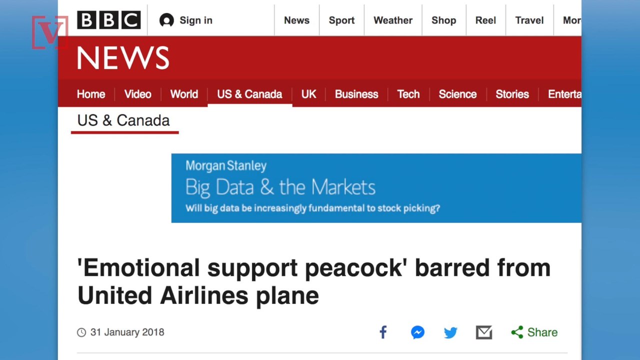 Delta Bans Kittens and Puppies as Support Animals on All Flights