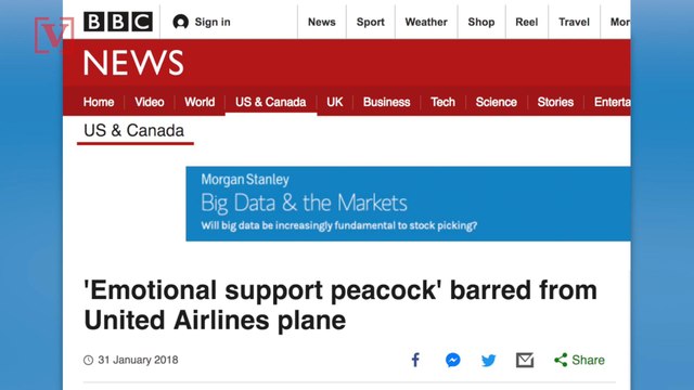 Delta Bans Kittens and Puppies as Support Animals on All Flights