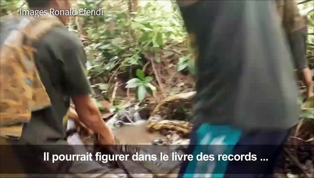 Un python de 8 mètres découvert en Indonésie