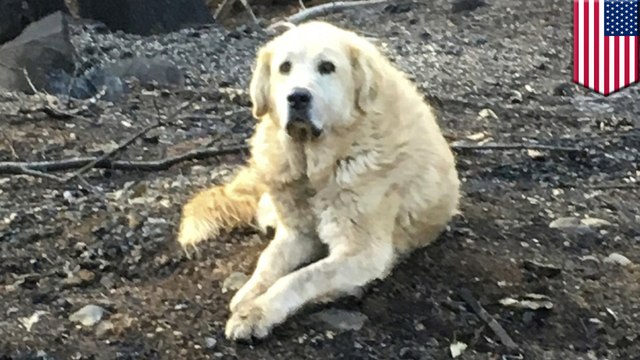 Dog survives wildfire, guards burned down home for a month