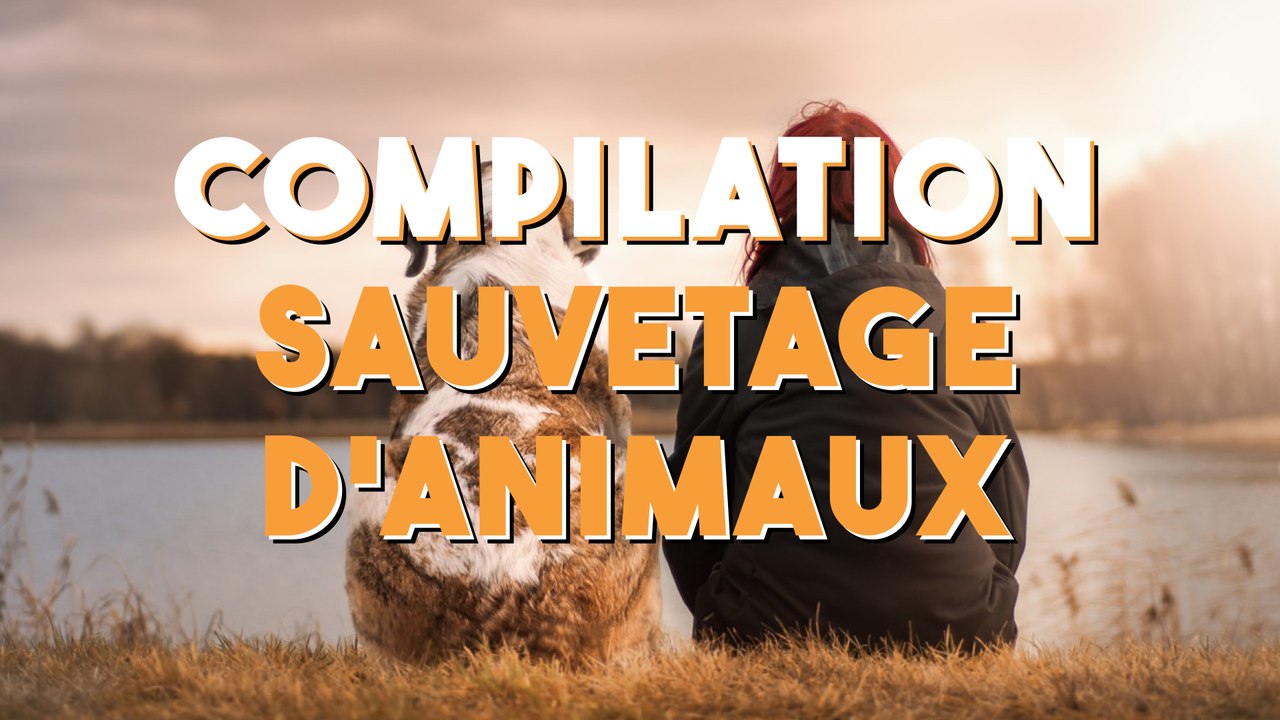 Compilation sauvetage d'animaux !