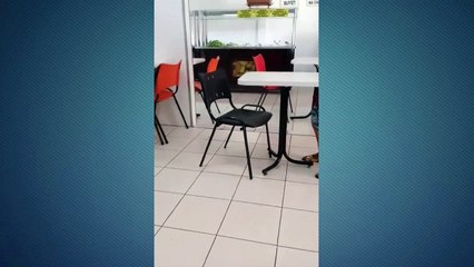 Pássaro sobre comida em restaurante no Centro gera reclamação