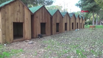 Şanlıurfa'da Sokak Hayvanlarına Sıcak Barınak