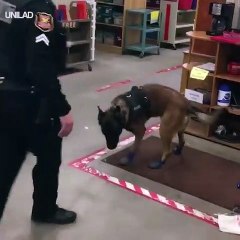 Jary the police dog will need some time to get used to his new snow shoes