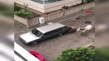 İzmir Atı İple Otomobilin Arkasına Bağladı