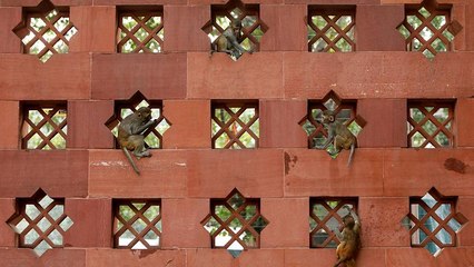 Нью-Дели во власти макак