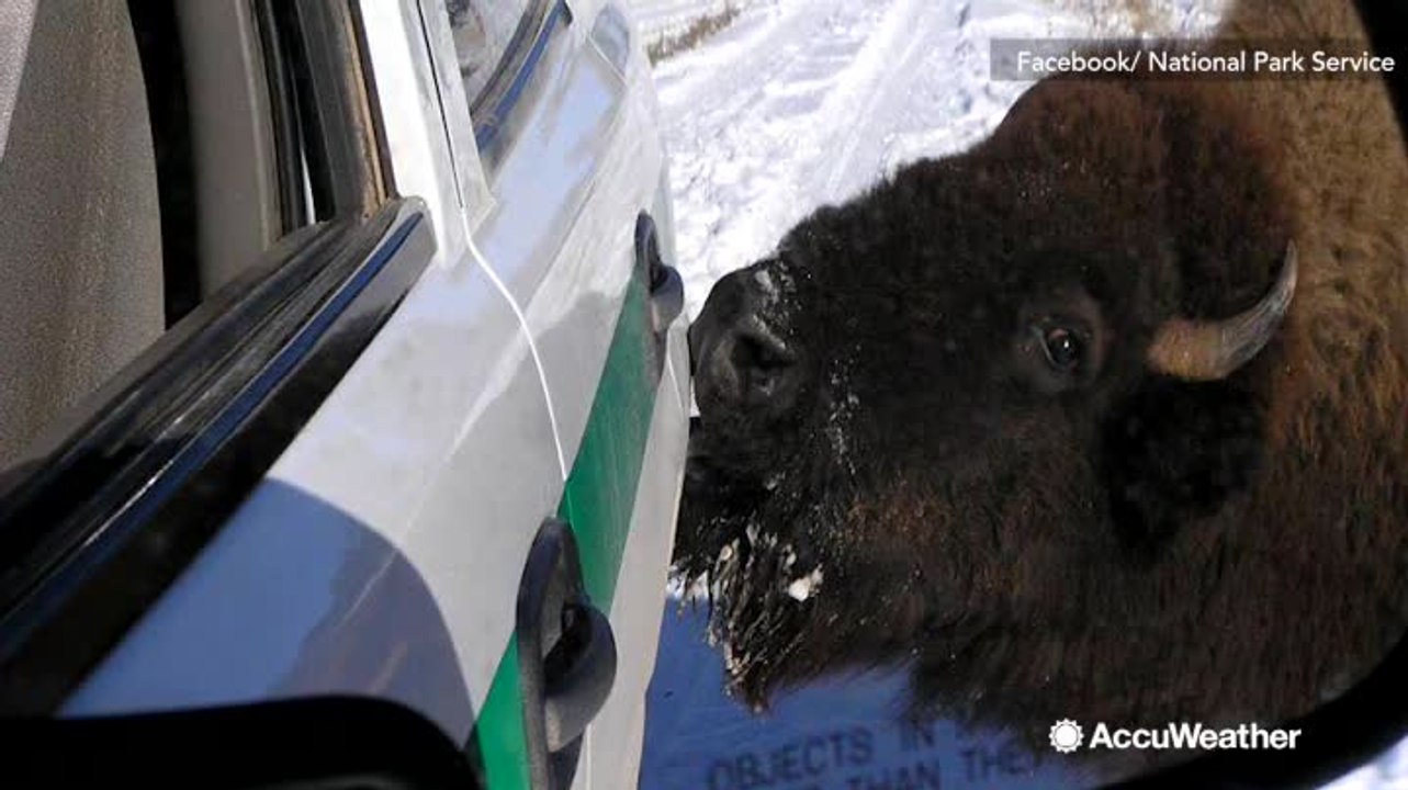 National Park Service: Watch out for animals that may lick salt off vehicles