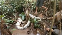 Great snakes! Indonesians wrestle with giant python