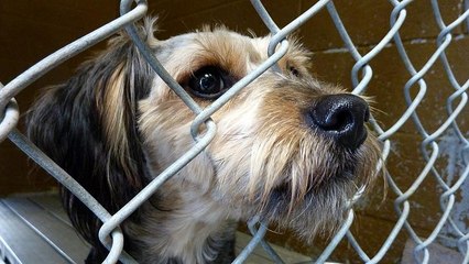 Γερμανία:«Όχι» στις υιοθεσίες σκύλων τα Χριστούγεννα