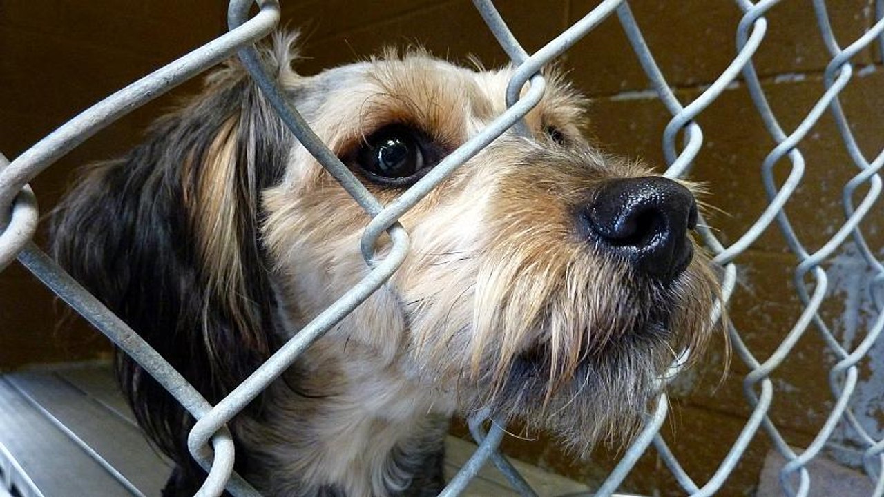 Un perro es para toda la vida no sólo para Navidad