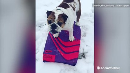 Adorable bulldog loves sledding in the snow