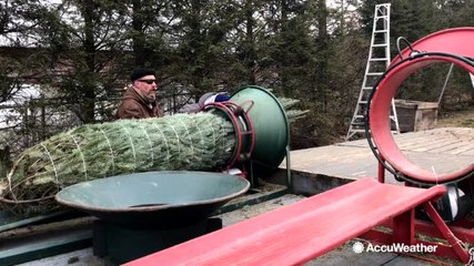 The right way to water your Christmas tree
