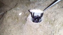 Regardez ce qui se cache dans ce petit trou : Araignée trapdoor terrifiante