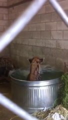 Video herunterladen: Les hyènes aussi aime prendre leur bain... Comme une folle