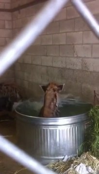 Les hyènes aussi aime prendre leur bain... Comme une folle