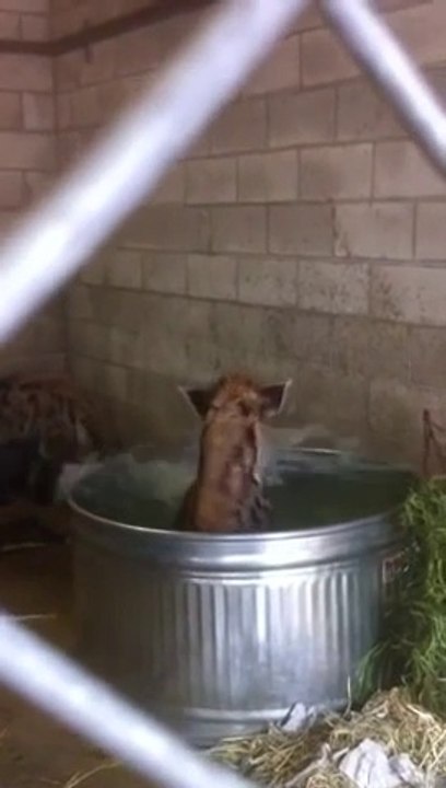Les hyènes aussi aime prendre leur bain... Comme une folle