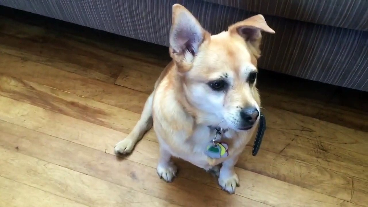 Voilà comment on rend un chien dépressif!